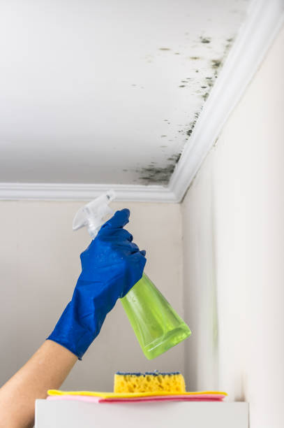 Best Emergency Mold Remediation  in Elk Grove, CA